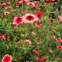 Potentilla nepalensis 'Miss willmott' fleur